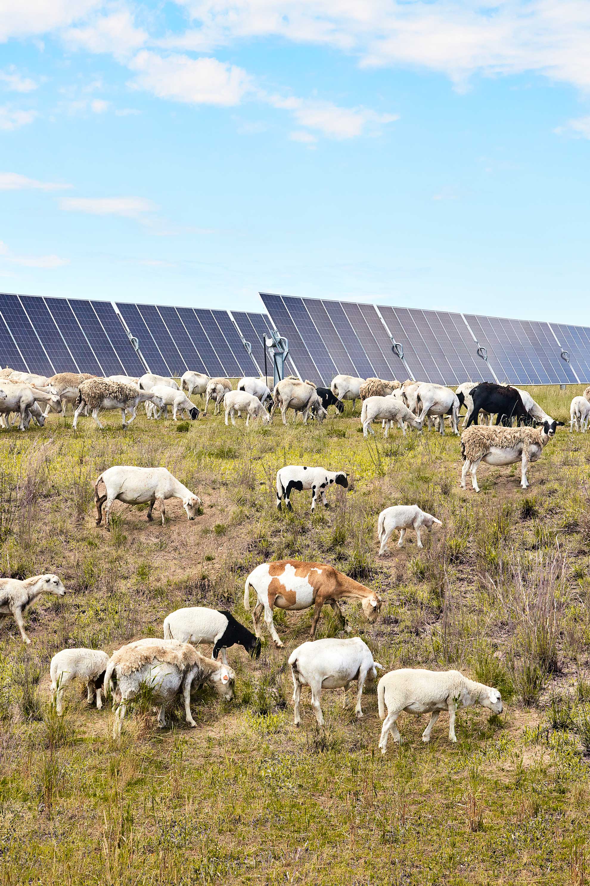 Sheep grazing in front of solar panels at North Star solar farm in Minnesota.