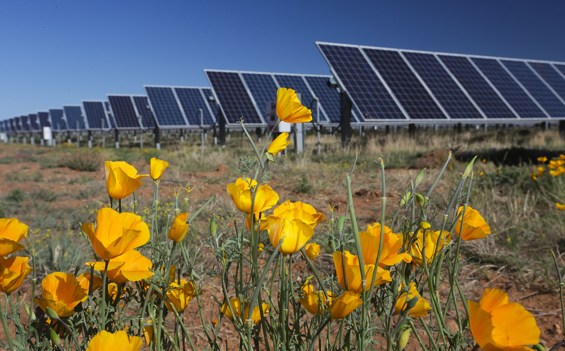 Solar panels at Red Horse 2 with California poppies in the foreground. 
